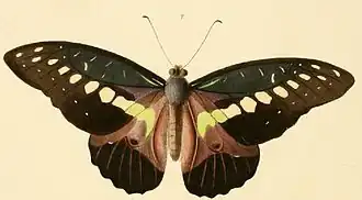 Graphium wallacei