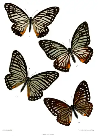 Graphium xenocles