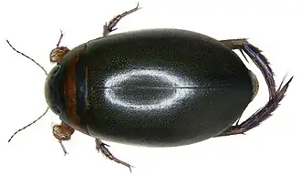 Graphoderus cinereus