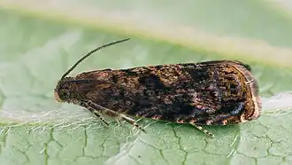 Rookkleurige fruitmot