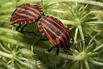 Graphosoma