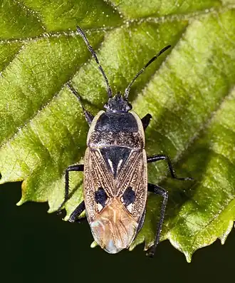 Graptopeltus lynceus
