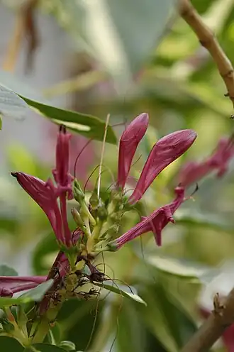 Graptophyllum pictum