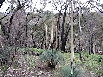 Xanthorrhoea australis