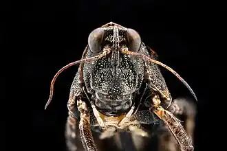 Caelifera-soort met hypognate kop