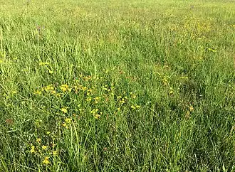 Associatie van boterbloemen en waterkruiskruid