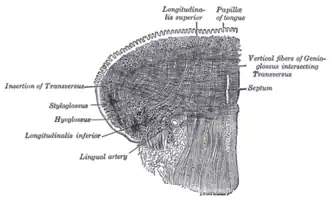 Musculus longitudinalis inferior linguae