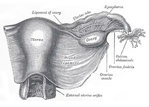Ligamentum latum uteri (broad ligament)