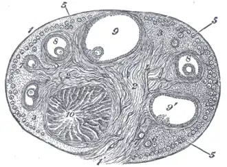 Corpus luteum
