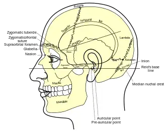 {Zijaanzicht van het hoofd, met de oppervlakterelaties van de botten. (Glabella is in het midden links.)