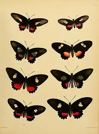 Parides aglaope
