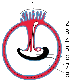 1 Chorionvilli, 2 Dooierzak, 3 Navelstreng, 4 Allantois, 5 Hart, 6 Spijsverteringskanaal, 7 Embryo, 8 Vruchtzak of amnionholte