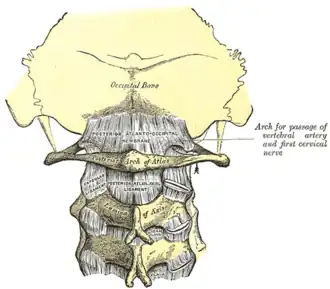 {Membrana atlantooccipitalis posterior en ligamentum atlantooccipitale. (Axis in het midden)
