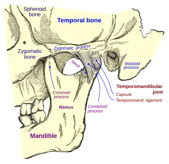 Articulus temporomandibularis