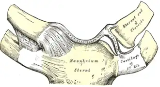 Articulatio sternoclavicularis