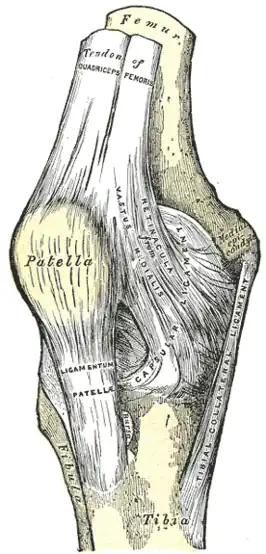 De rechterknie. Ligamentum patellae is onder de patella afgebeeld.