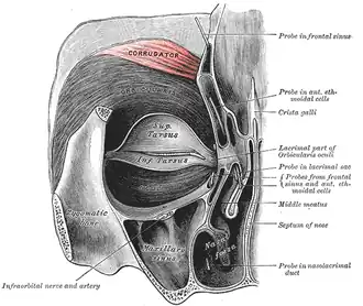 Musculus corrugator supercilii