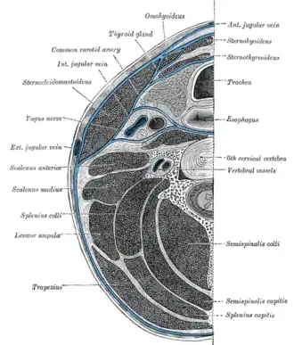 hals op niveau van zesde halswervel met musculus splenius capitis weergegeven onderaan rechts.