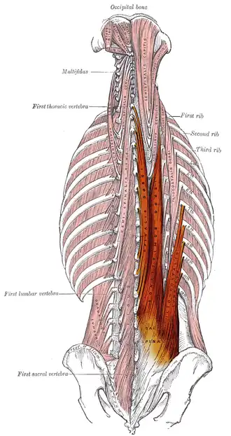 Musculus erector spinae