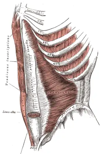musculus transversus abdominis, musculus rectus abdominis en musculus pyramidalis.