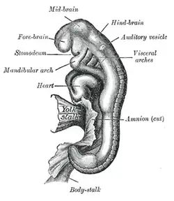Embryo tussen achttien en eenentwintig dagen. auditory vesicle=gehoorblaasje