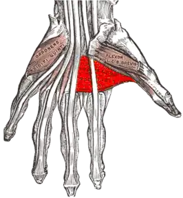 Musculus adductor pollicis