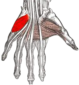 Musculus opponens digiti minimi manus