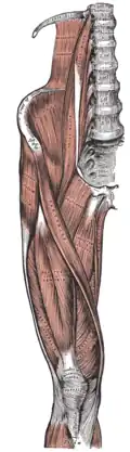musculus vastus intermedius bevindt zich onder de musculus rectus femoris