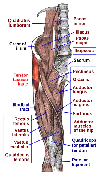 De musculus tensor fasciae latae en nabijgelegen spieren