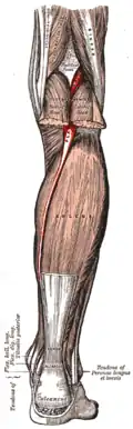 Musculus plantaris