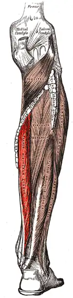 diepe laag spieren in de kuit