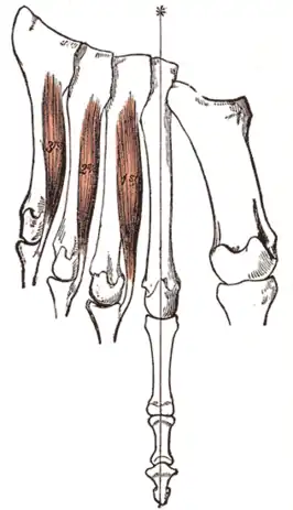 Musculi interossei plantares pedis