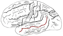 Mediaal aanzicht van de linkergrotehersenhelft. De sulcus temporalis superior is in het rood aangegeven.