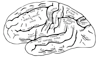 Zijaanzicht van de linkergrotehersenhelft met de gyrus precentralis (in afbeelding als anterior central gyrus) van boven naar beneden lopend.
