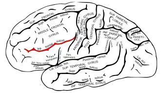 Lateraal aanzicht van de linkergrotehersenhelft. De sulcus frontalis inferior is in het rood aangegeven.