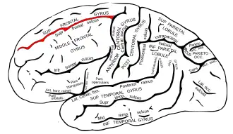 Sulcus frontalis superior