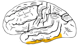 Lateraal aanzicht van de linkergrotehersenhelft. De gyrus temporalis inferior is aangegeven in oranje.