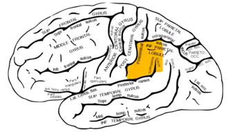 ■ gyrus supramarginalis op het zijaanzicht van de linkerhersenhelft