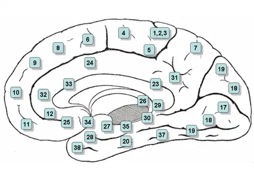 {De mediale prefrontale cortex (DMPFC en VMPFC) omvat in deze kaart de gebieden 10, 25 en 34 van Brodmann. Gebied 11 wordt de cortex orbitofrontalis genoemd