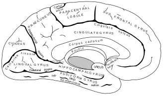 {Mediaal aanzicht van de linkergrotehersenhelft met de gyrus fusiformis (in afbeelding als fusiform gyrus) onderaan.