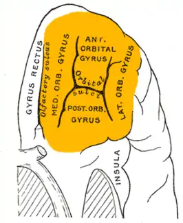 Orbitaal oppervlak van de frontale kwab. De sulcus fragmentosus is aanwezig (maar niet zichtbaar in de afbeelding) in de gyrus orbitalis medialis (aangegeven als med. orb. gyrus).