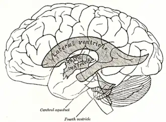 Gray's figuur 734: Schematische weergave van het ventrikelstelsel in de menselijke hersenen. De derde ventrikel aangeduid als third ventricle
