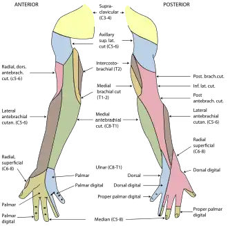 De segmentale verdeling van de huidzenuwen van de rechterarm.