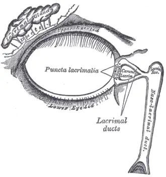 Traanbuis (naso-lacrimal duct)