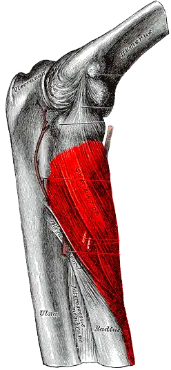 Musculus supinator