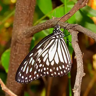 Ideopsis juventa