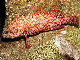 Bloedrode juweelbaars