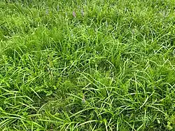 Zomeraspect van een grazige vorm van de associatie