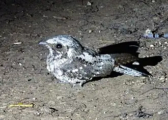 Cubaanse nachtzwaluw