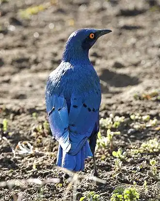 Groenstaartglansspreeuw